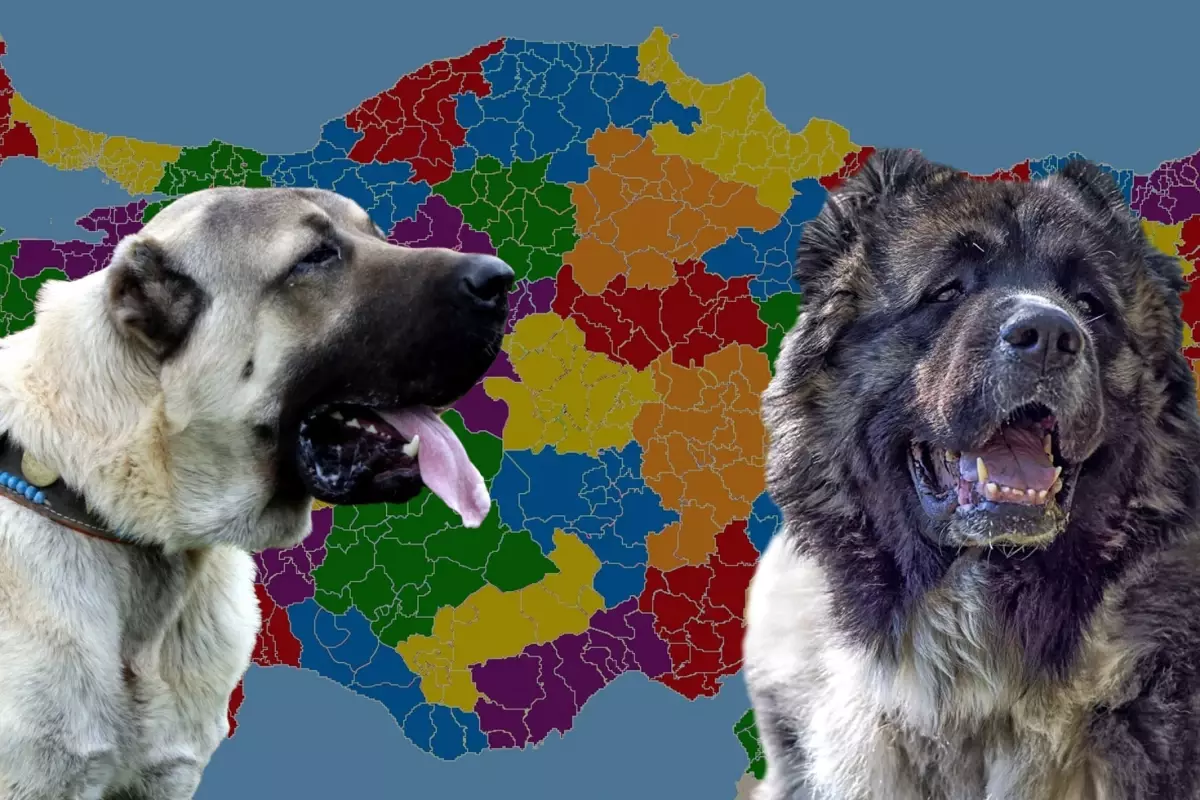 karslilar ile sivaslilar karsi karsiya kangal mi yoksa kafkas coban kopegi mi 1tUHMmfv.jpg