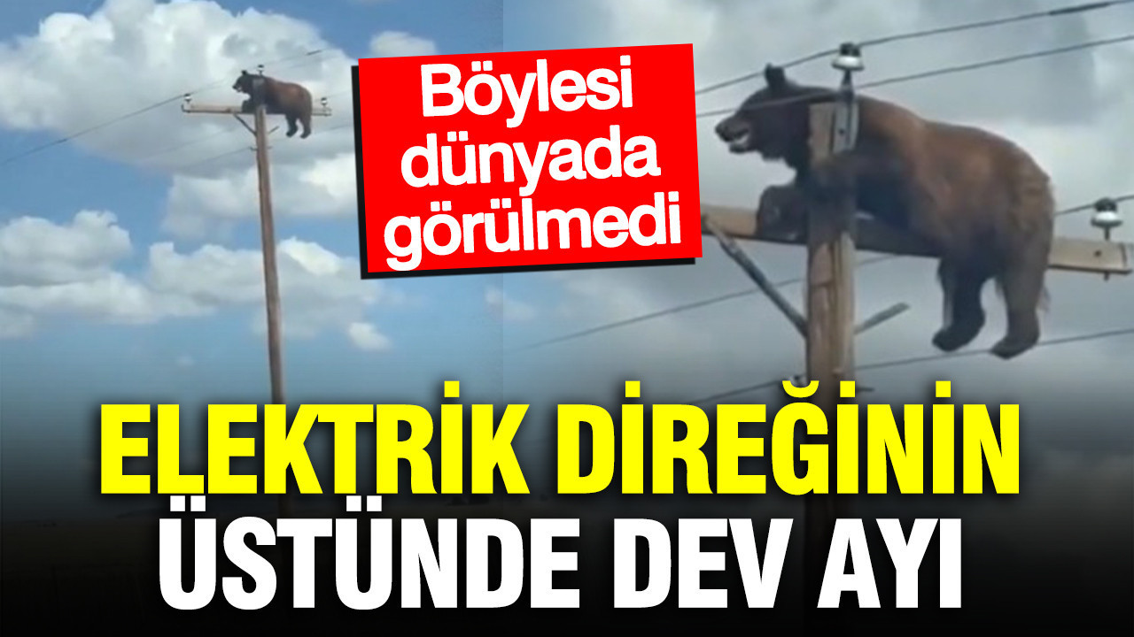 Elektrik direginin uzerindeki ayiyi gorenler inanamadi anbean kameraya yansidi aVD4qtuE